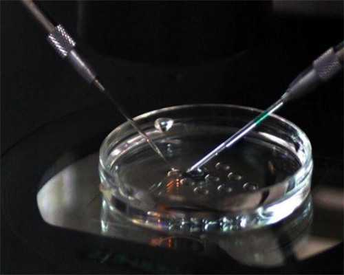 生命奇迹的唤醒：胚胎复苏技术深度剖析