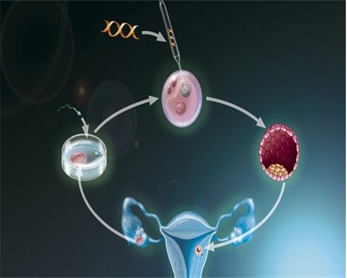 遗传病家庭供卵助孕全流程指南与成功率解析